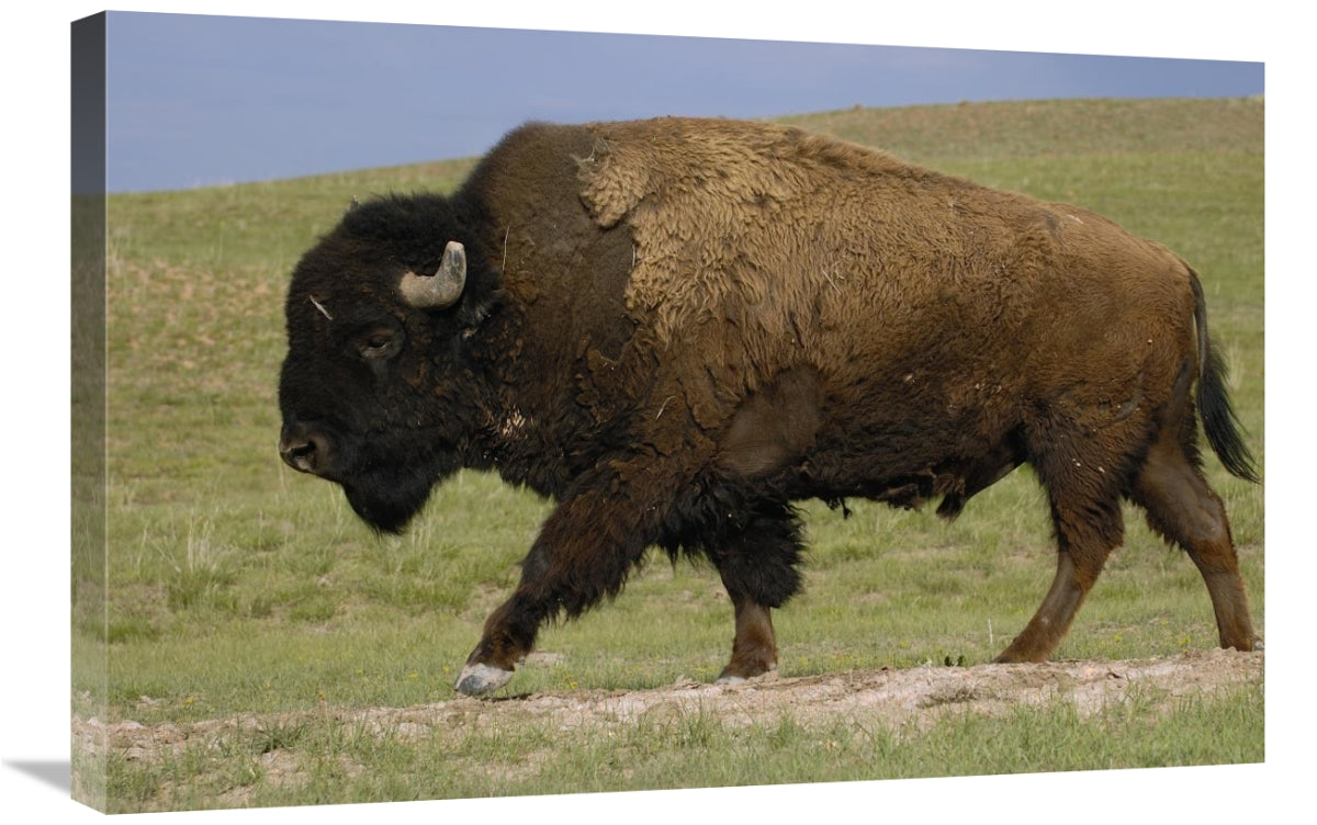 Global Gallery GCS-453093-2030-142 20 x 30 in. American Bison Male,