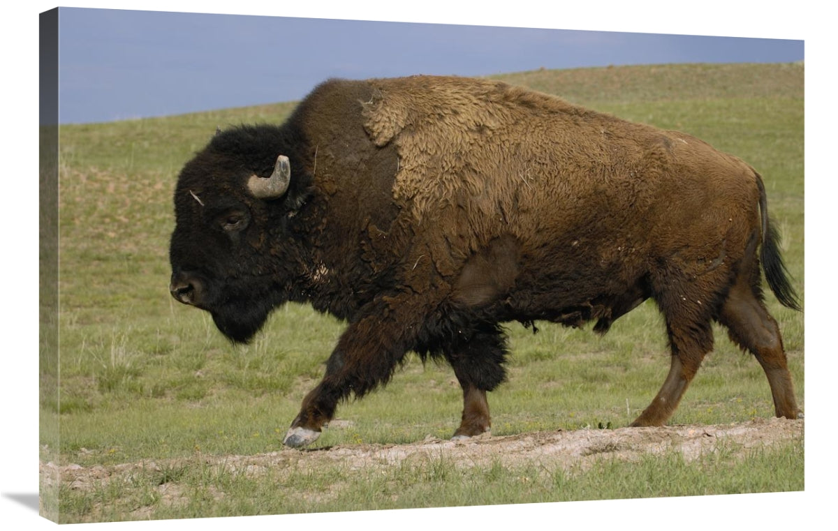 Global Gallery GCS-453093-2436-142 24 x 36 in. American Bison Male,