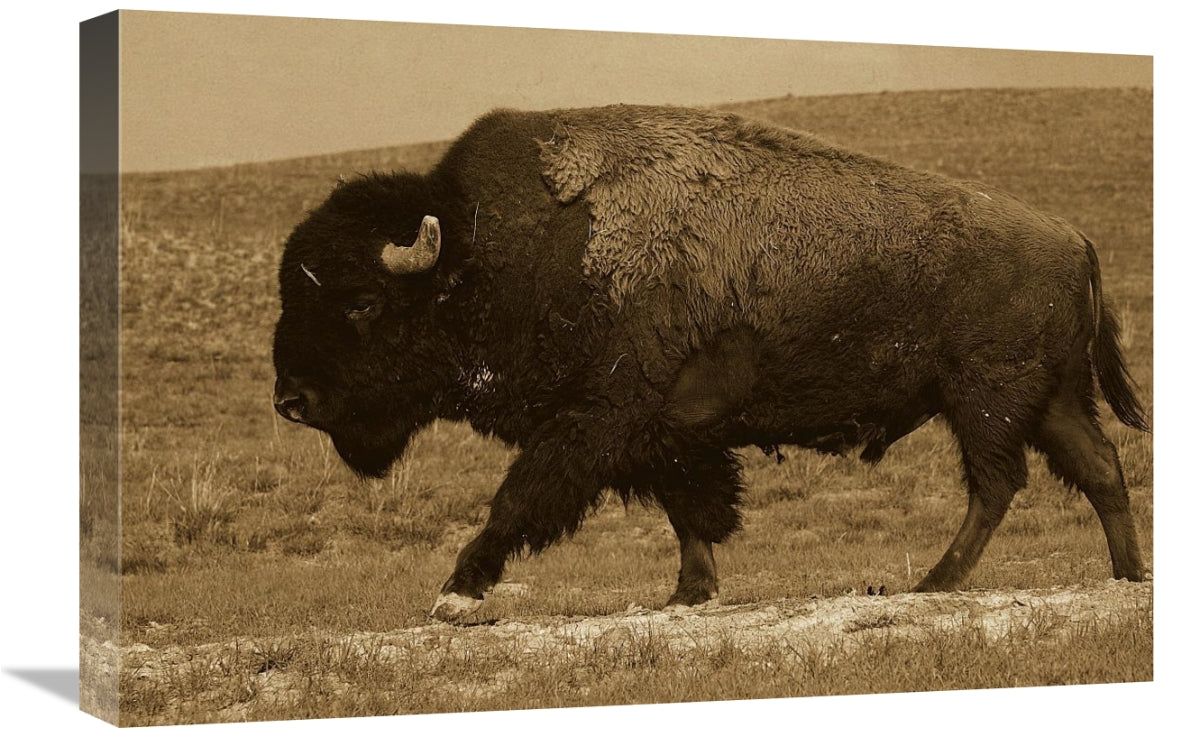 Global Gallery GCS-453716-1624-142 16 x 24 in. American Bison Male,