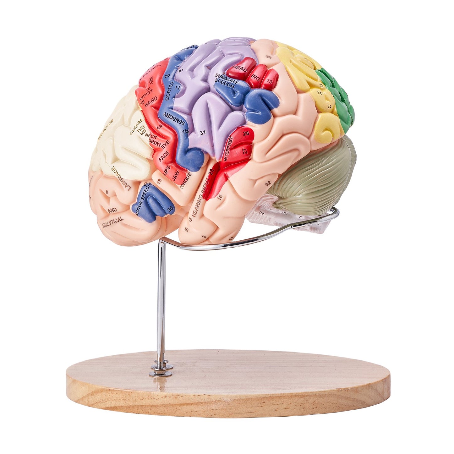 Human Brain Model Anatomy, 2X Life-Size 4-Part Human Brain Anatomical