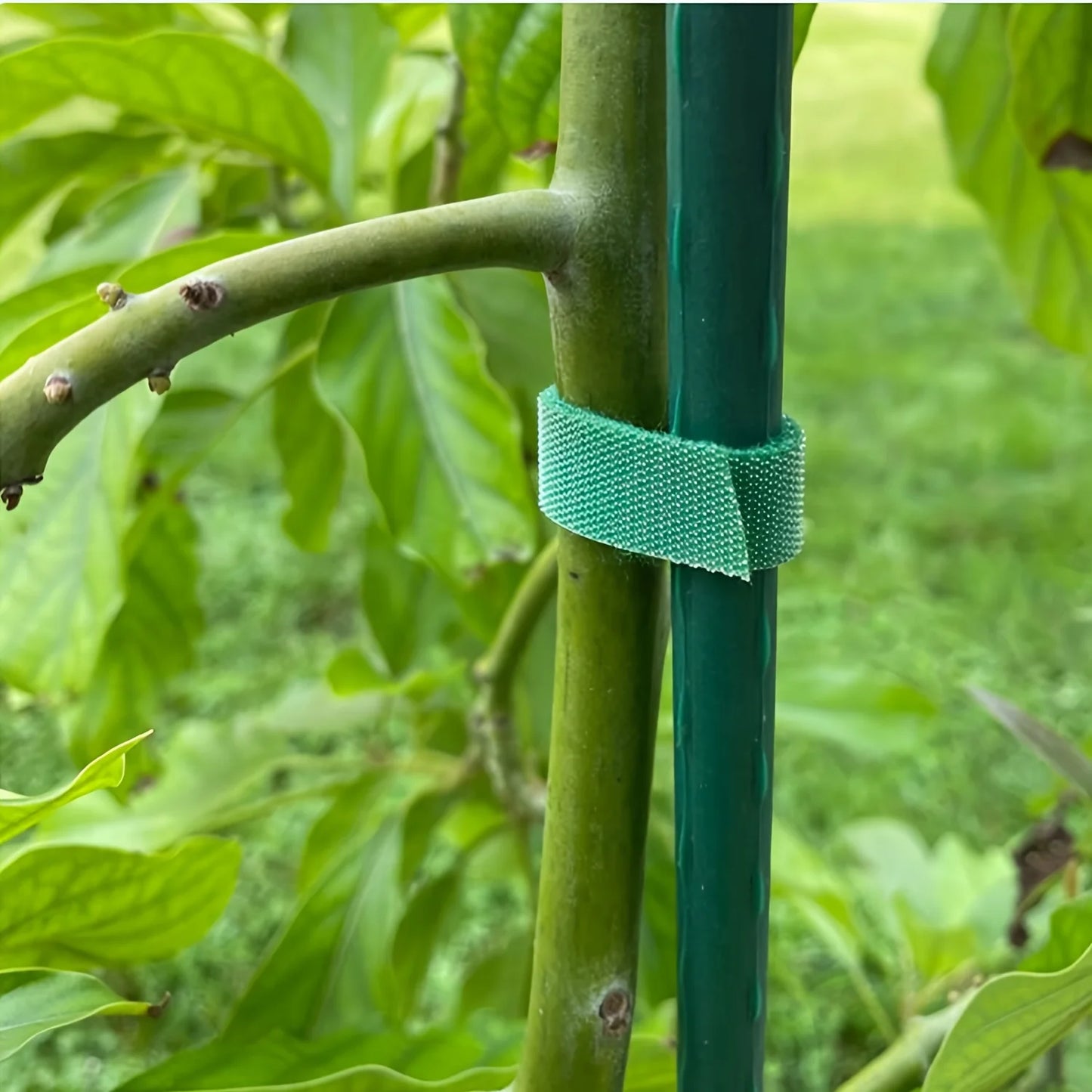 2M Nylon Plant Ties Plant Bandage Hook Tie Loop Adjustable Plant Support Reusable Fastener Tape for Home Garden Accessories