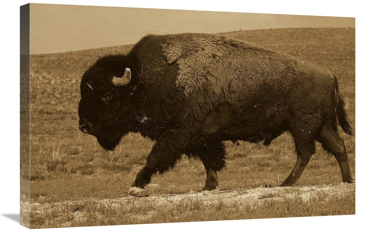 Global Gallery GCS-453716-2030-142 20 x 30 in. American Bison Male,