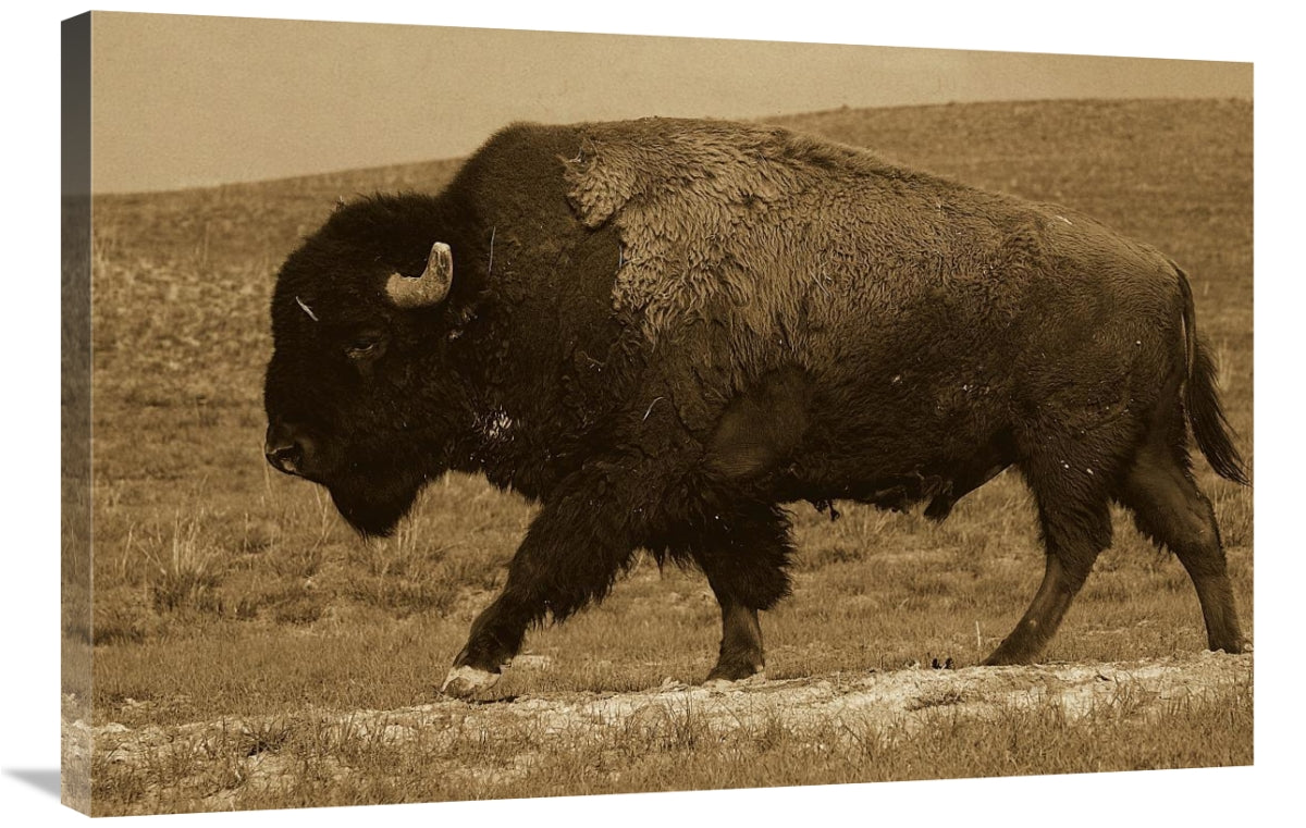 Global Gallery GCS-453716-2436-142 24 x 36 in. American Bison Male,