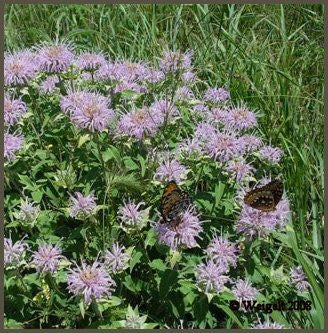 Essential Oil - Bergamot