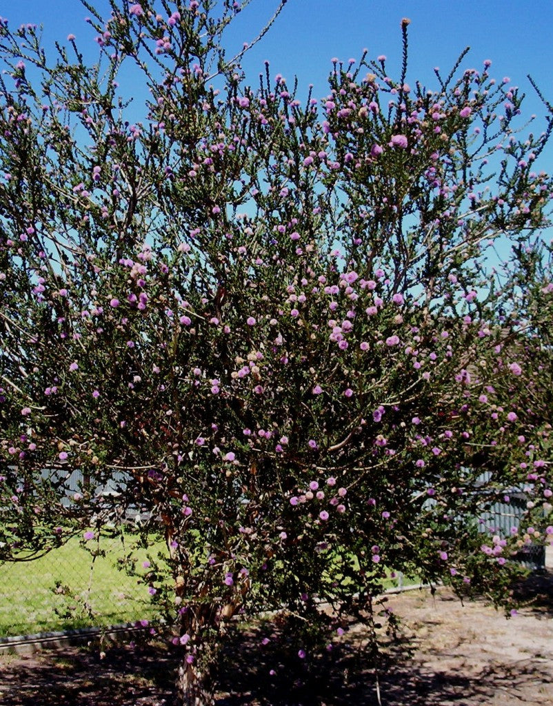 Essential Oil - Tea Tree