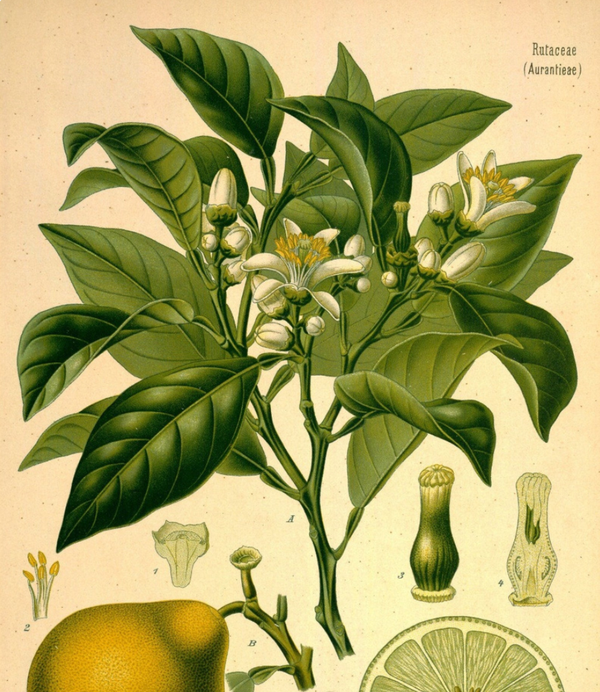 Essential Oil - Bergamot
