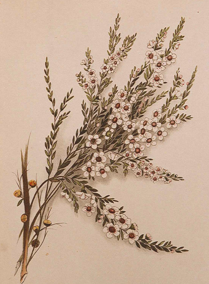 Essential Oil - Tea Tree