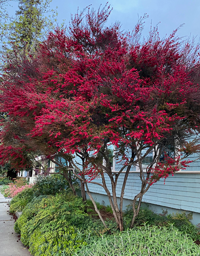 Essential Oil - Tea Tree