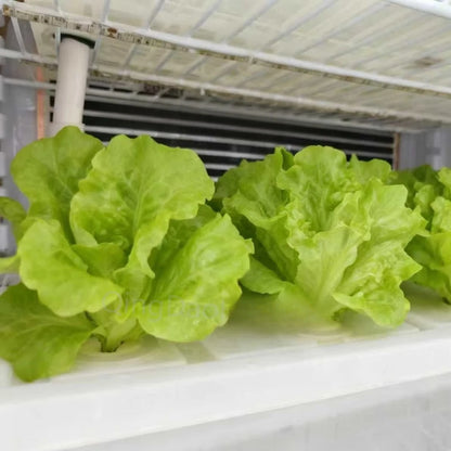 HEZHOU HZ-3 Indoor Hydroponic Multi-Layer Smart Automatic Vertical Farming Planting Cabinet PLC Control | Vegetable Growing