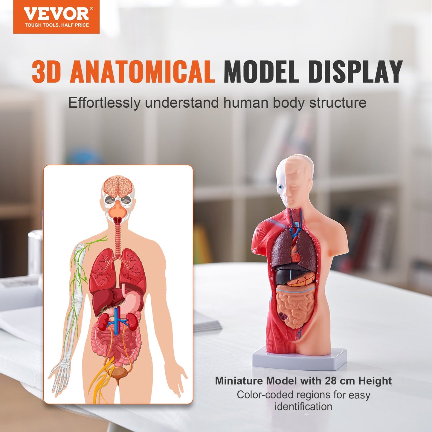 Human Body Model, 15 Parts 11 inch, Human Torso Anatomy Model