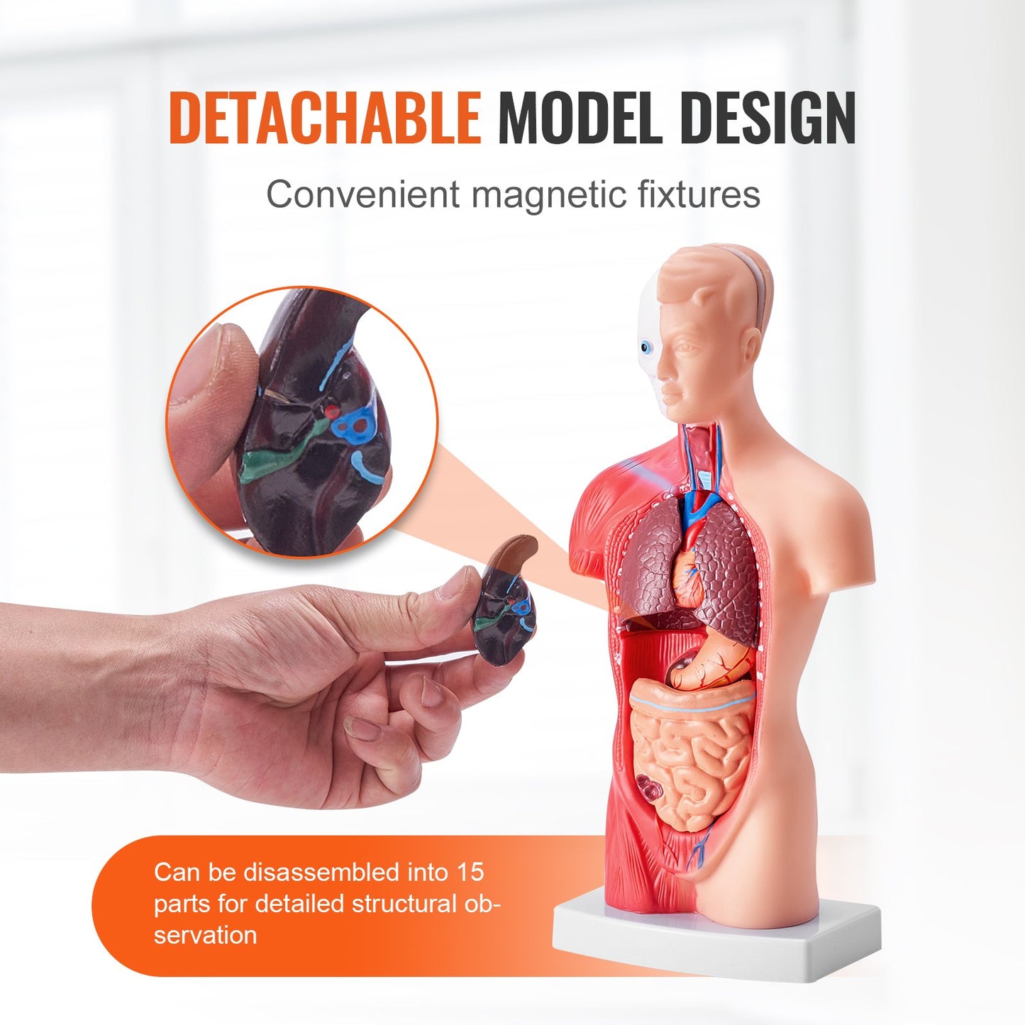 Human Body Model, 15 Parts 11 inch, Human Torso Anatomy Model