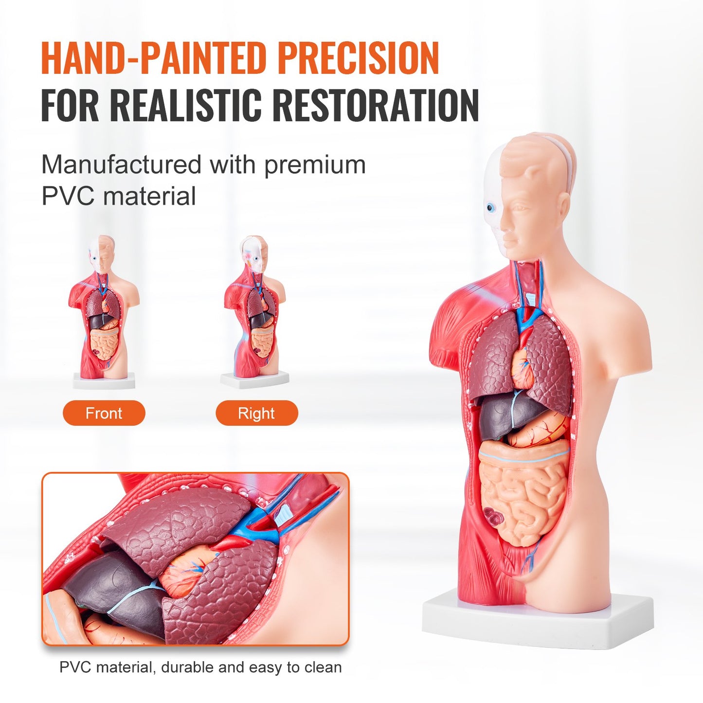 Human Body Model, 15 Parts 11 inch, Human Torso Anatomy Model