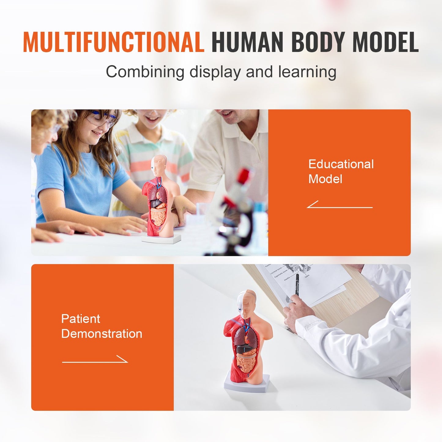 Human Body Model, 15 Parts 11 inch, Human Torso Anatomy Model