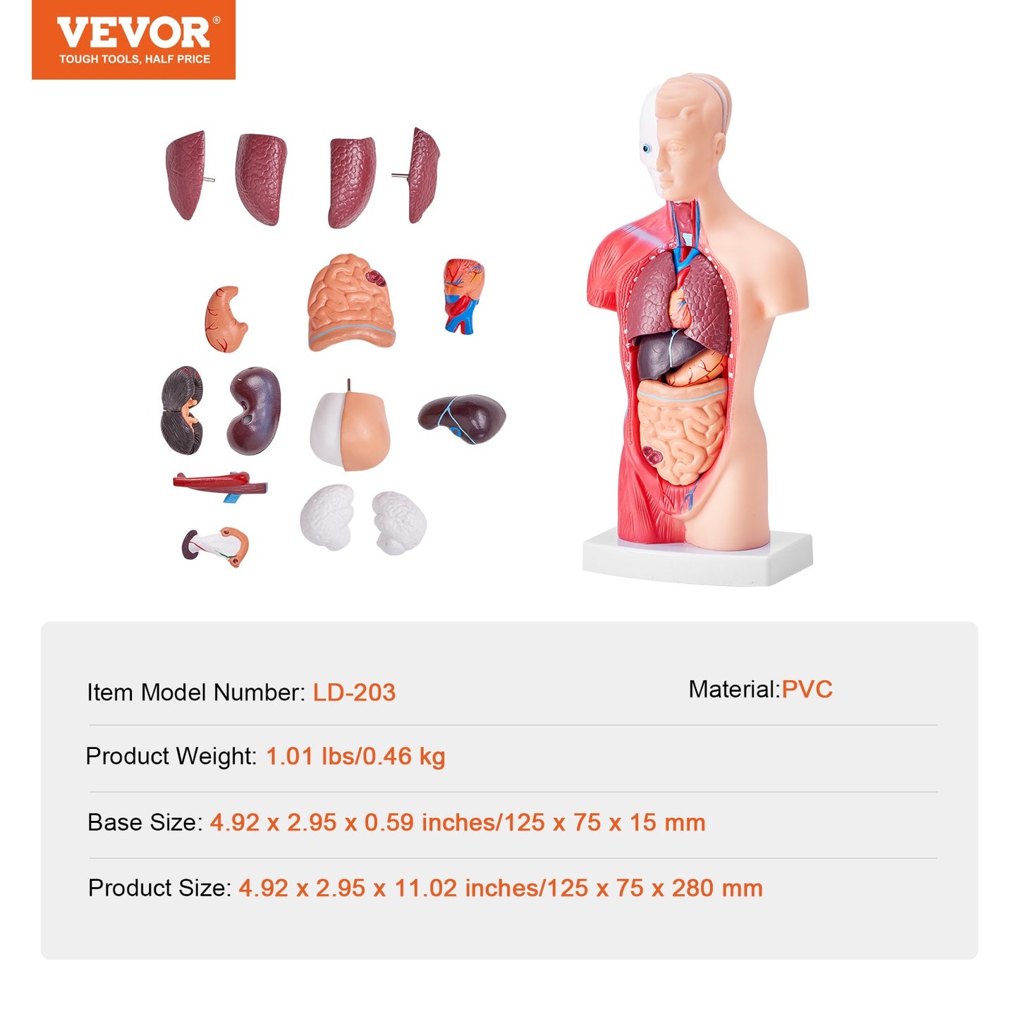 Human Body Model, 15 Parts 11 inch, Human Torso Anatomy Model