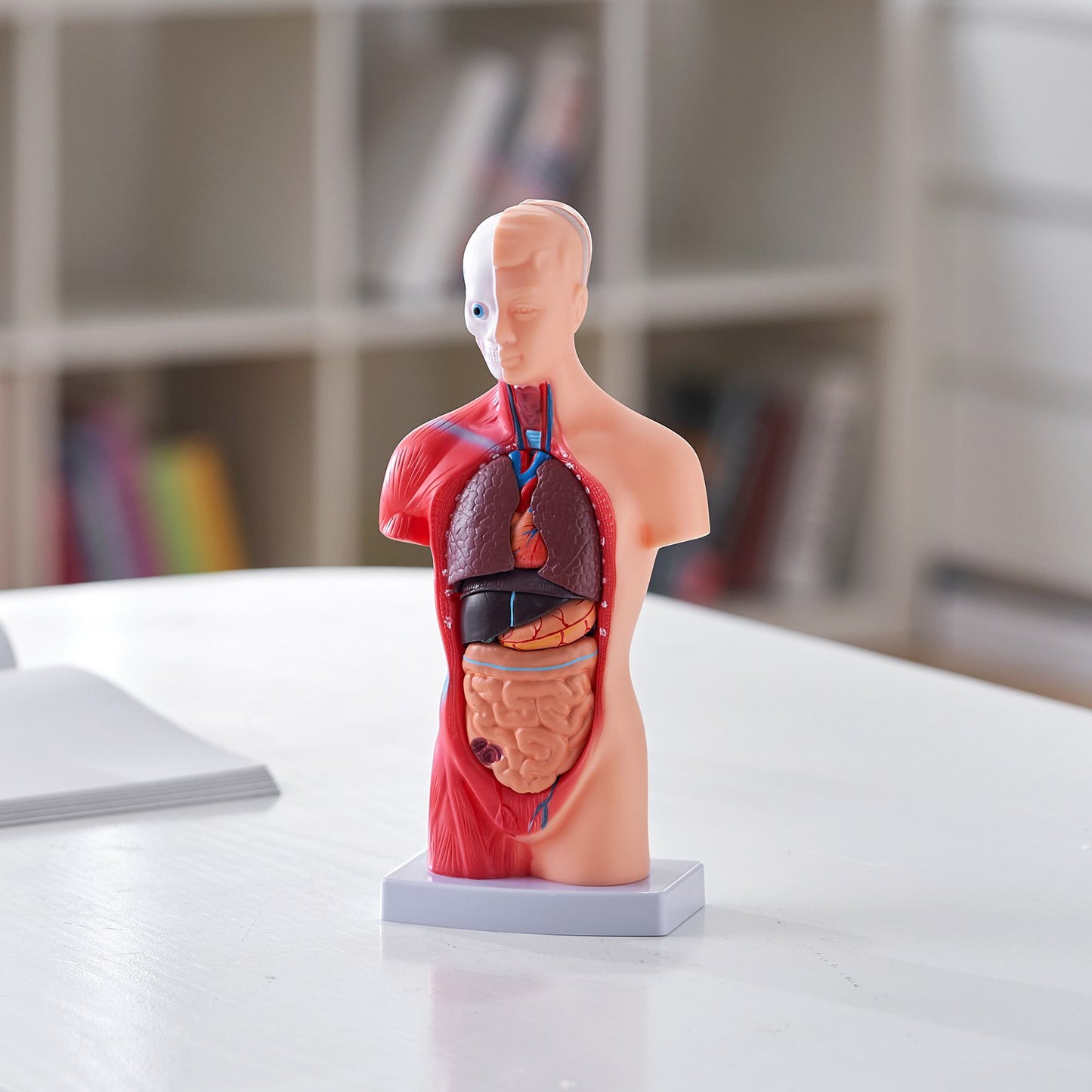 Human Body Model, 15 Parts 11 inch, Human Torso Anatomy Model