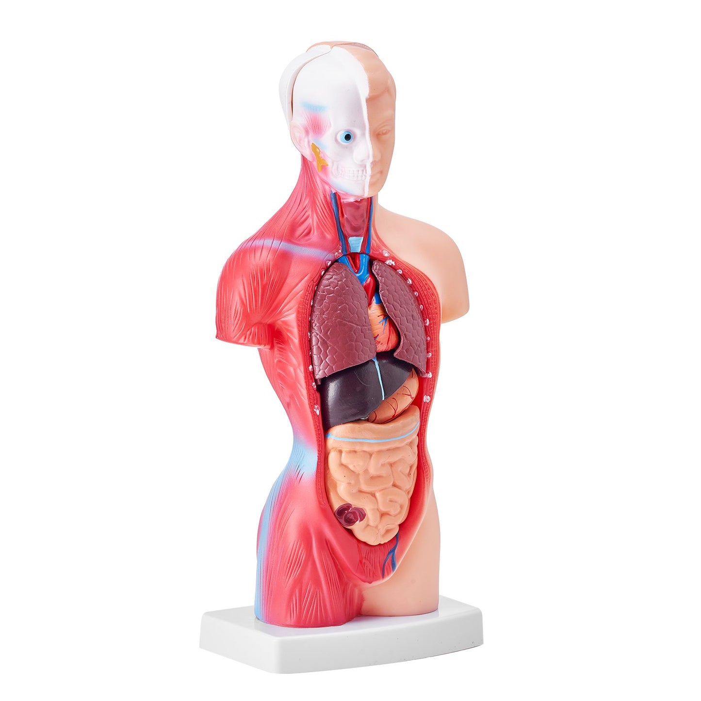 Human Body Model, 15 Parts 11 inch, Human Torso Anatomy Model