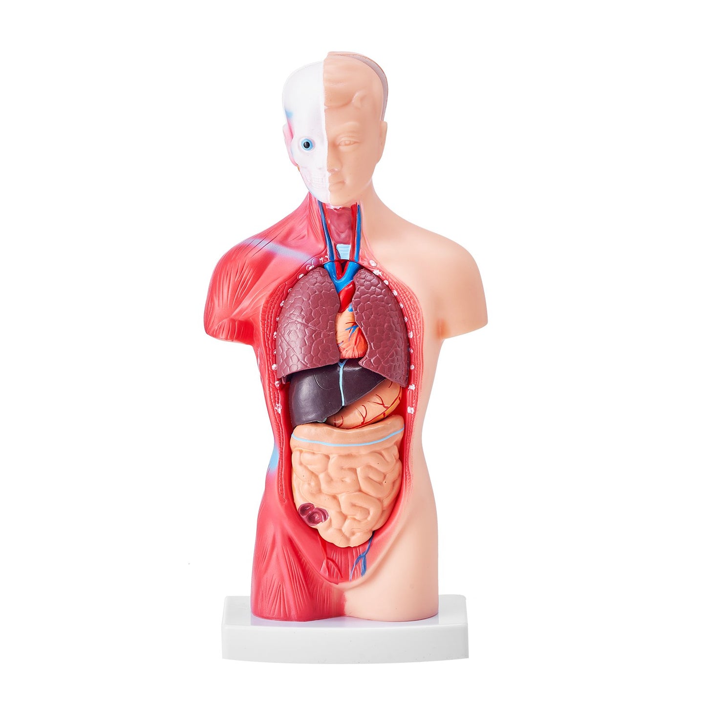 Human Body Model, 15 Parts 11 inch, Human Torso Anatomy Model