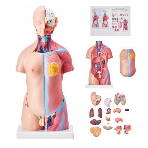 Human Body Model, 23 Parts 18 inch, Human Torso Anatomy Model Unisex