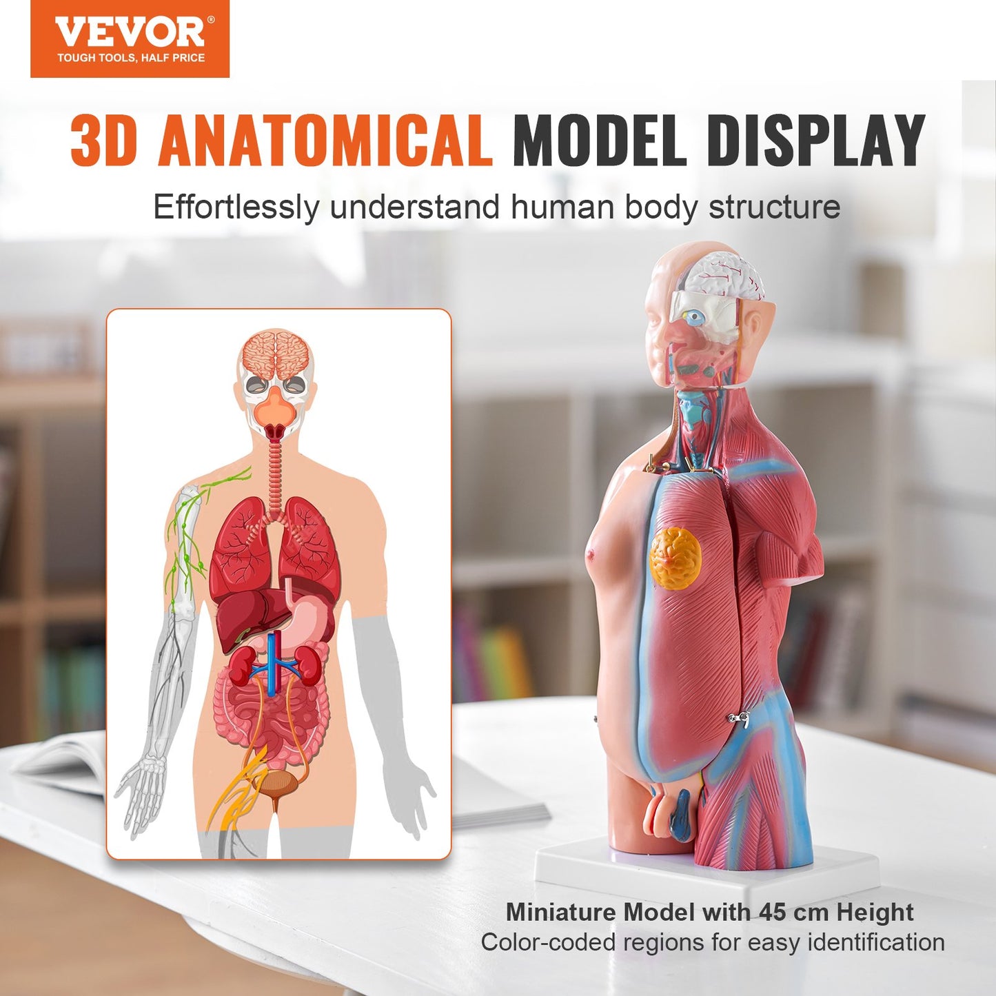 Human Body Model, 23 Parts 18 inch, Human Torso Anatomy Model Unisex