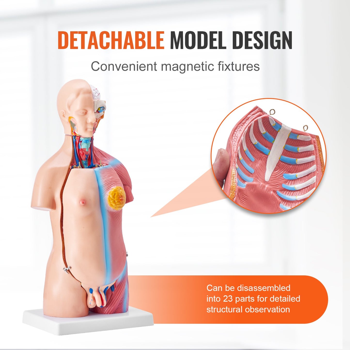 Human Body Model, 23 Parts 18 inch, Human Torso Anatomy Model Unisex