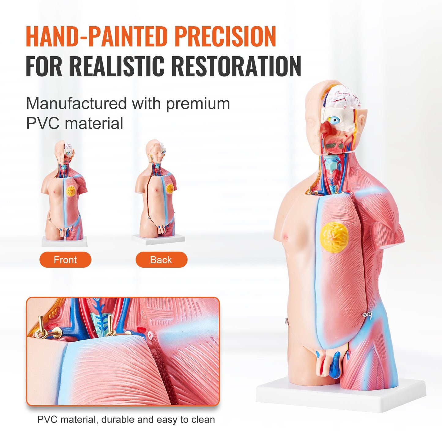 Human Body Model, 23 Parts 18 inch, Human Torso Anatomy Model Unisex