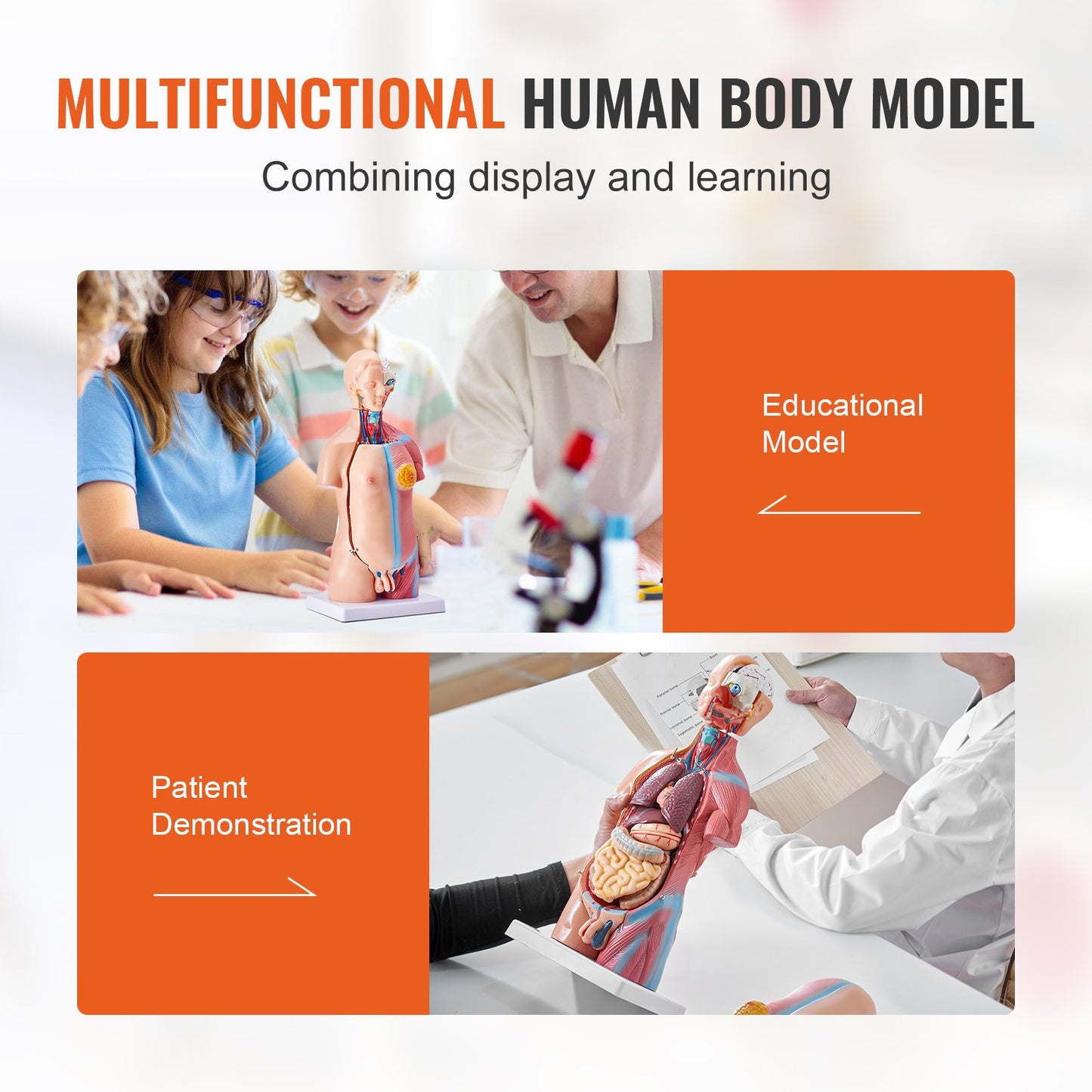 Human Body Model, 23 Parts 18 inch, Human Torso Anatomy Model Unisex