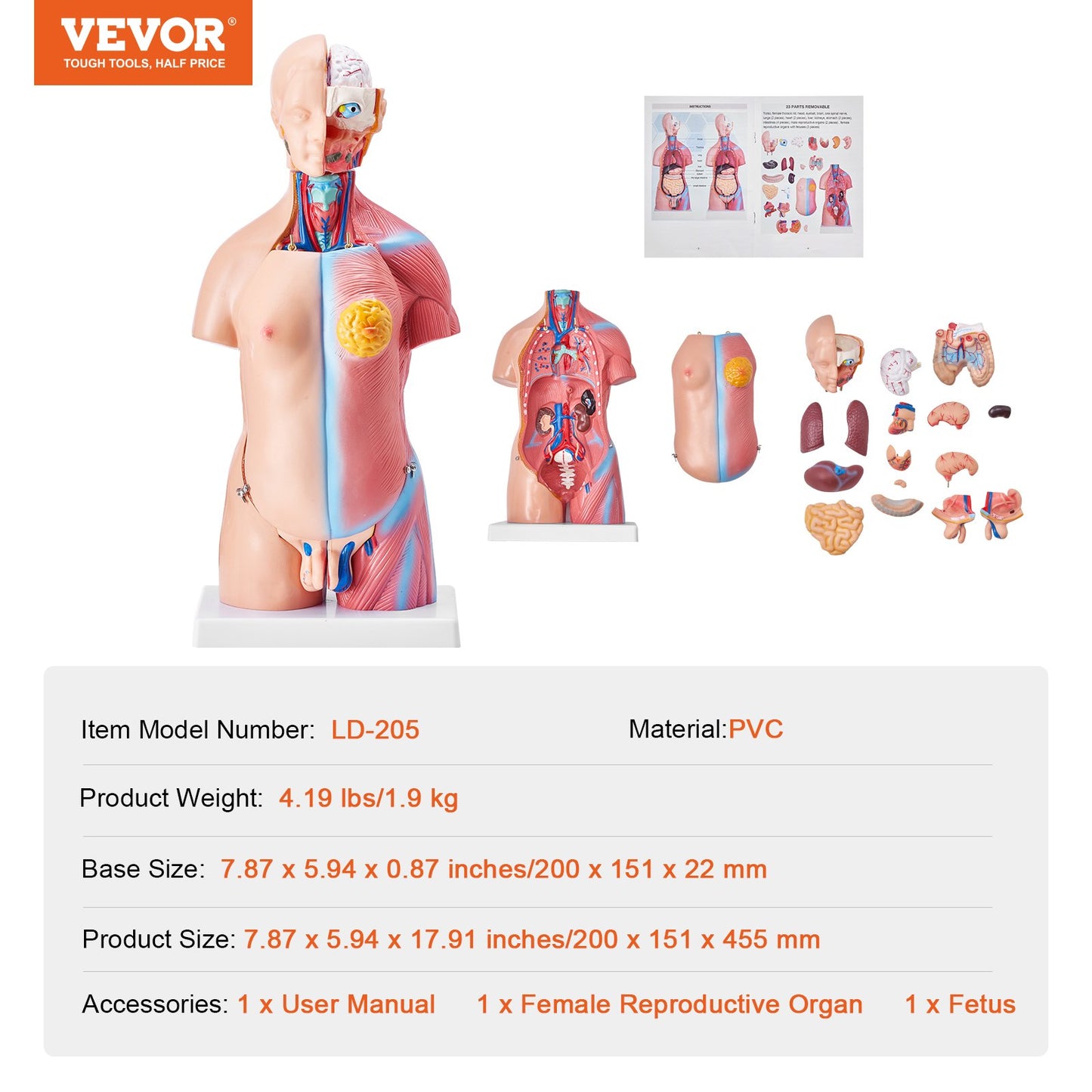 Human Body Model, 23 Parts 18 inch, Human Torso Anatomy Model Unisex