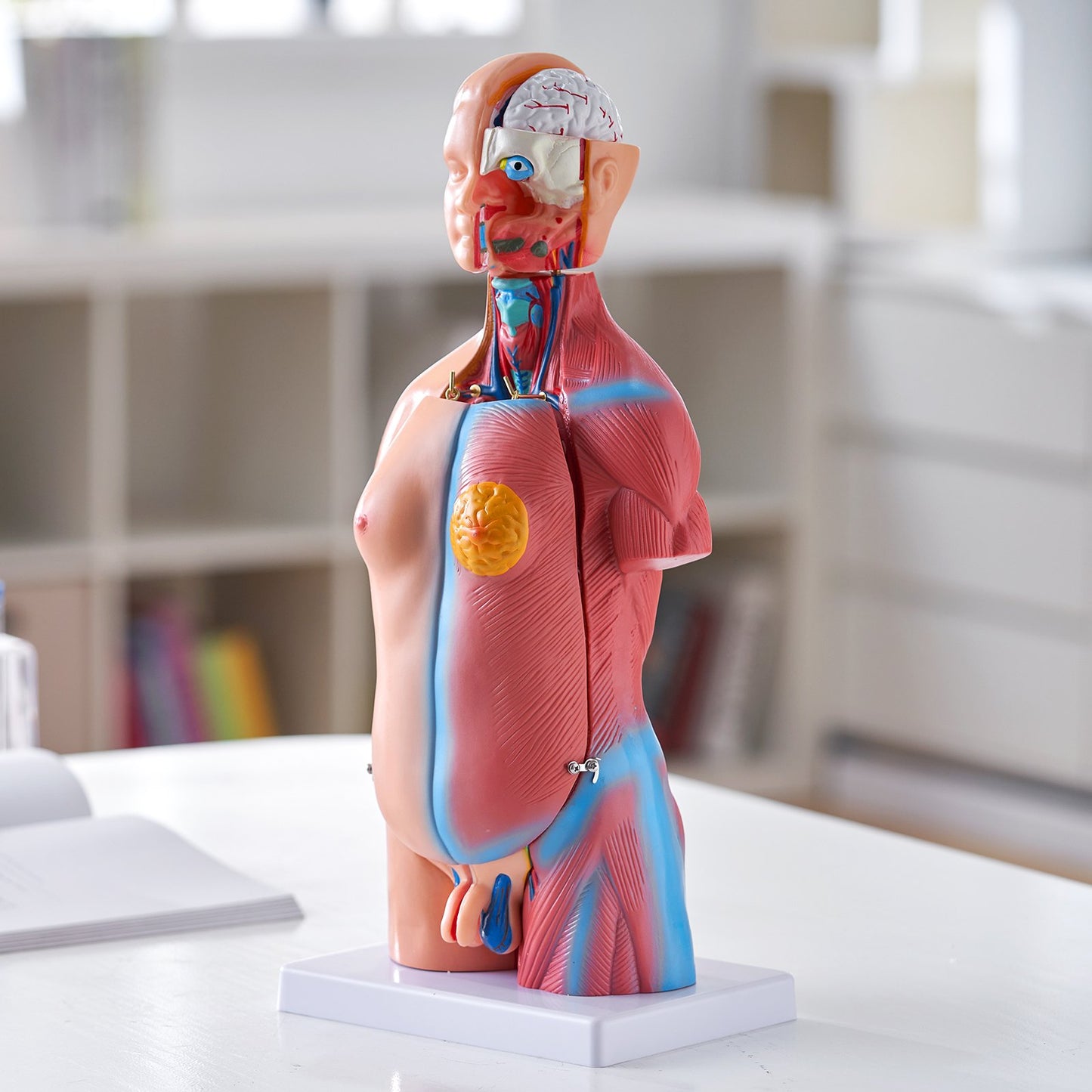 Human Body Model, 23 Parts 18 inch, Human Torso Anatomy Model Unisex