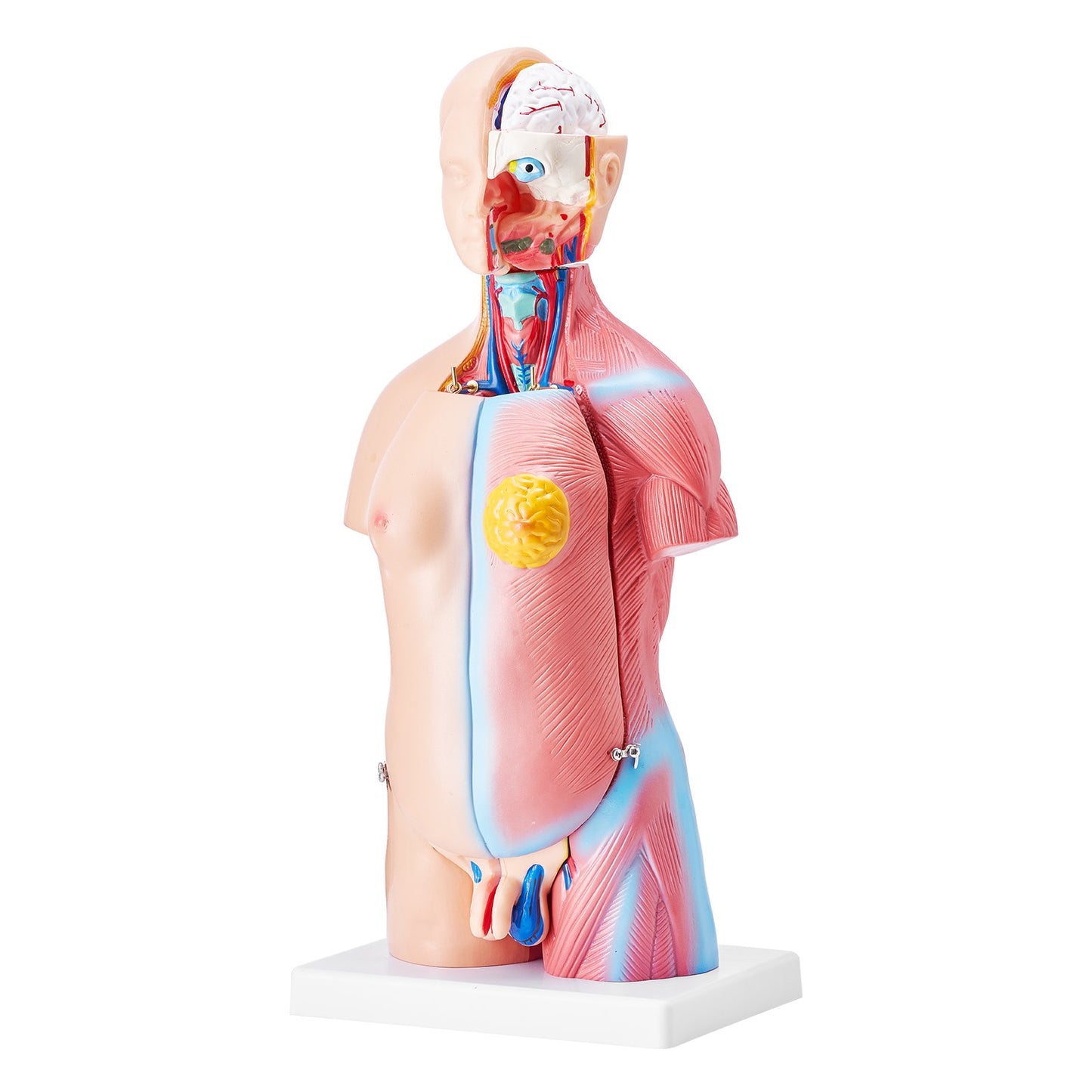 Human Body Model, 23 Parts 18 inch, Human Torso Anatomy Model Unisex