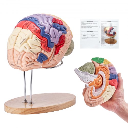 Human Brain Model Anatomy, 2X Life-Size 4-Part Human Brain Anatomical