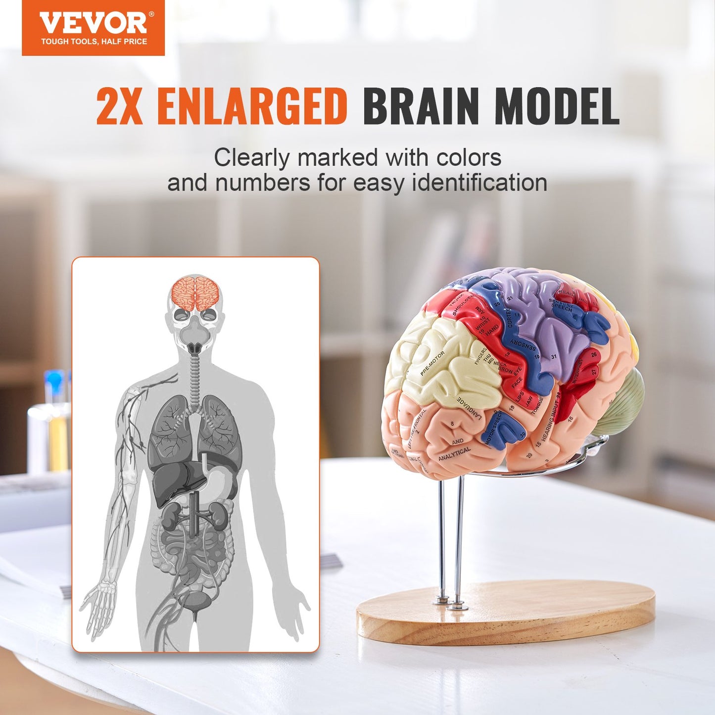 Human Brain Model Anatomy, 2X Life-Size 4-Part Human Brain Anatomical