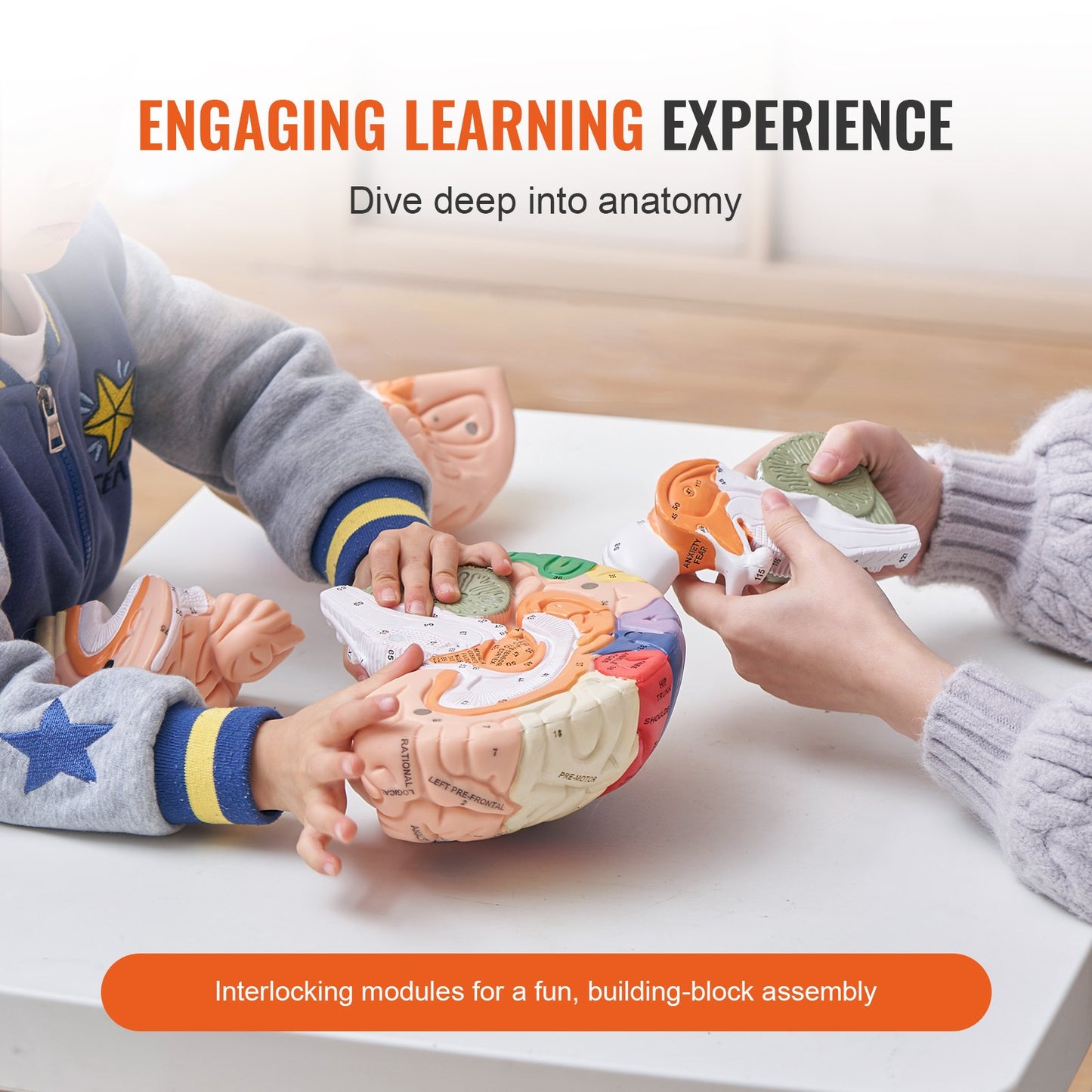 Human Brain Model Anatomy, 2X Life-Size 4-Part Human Brain Anatomical
