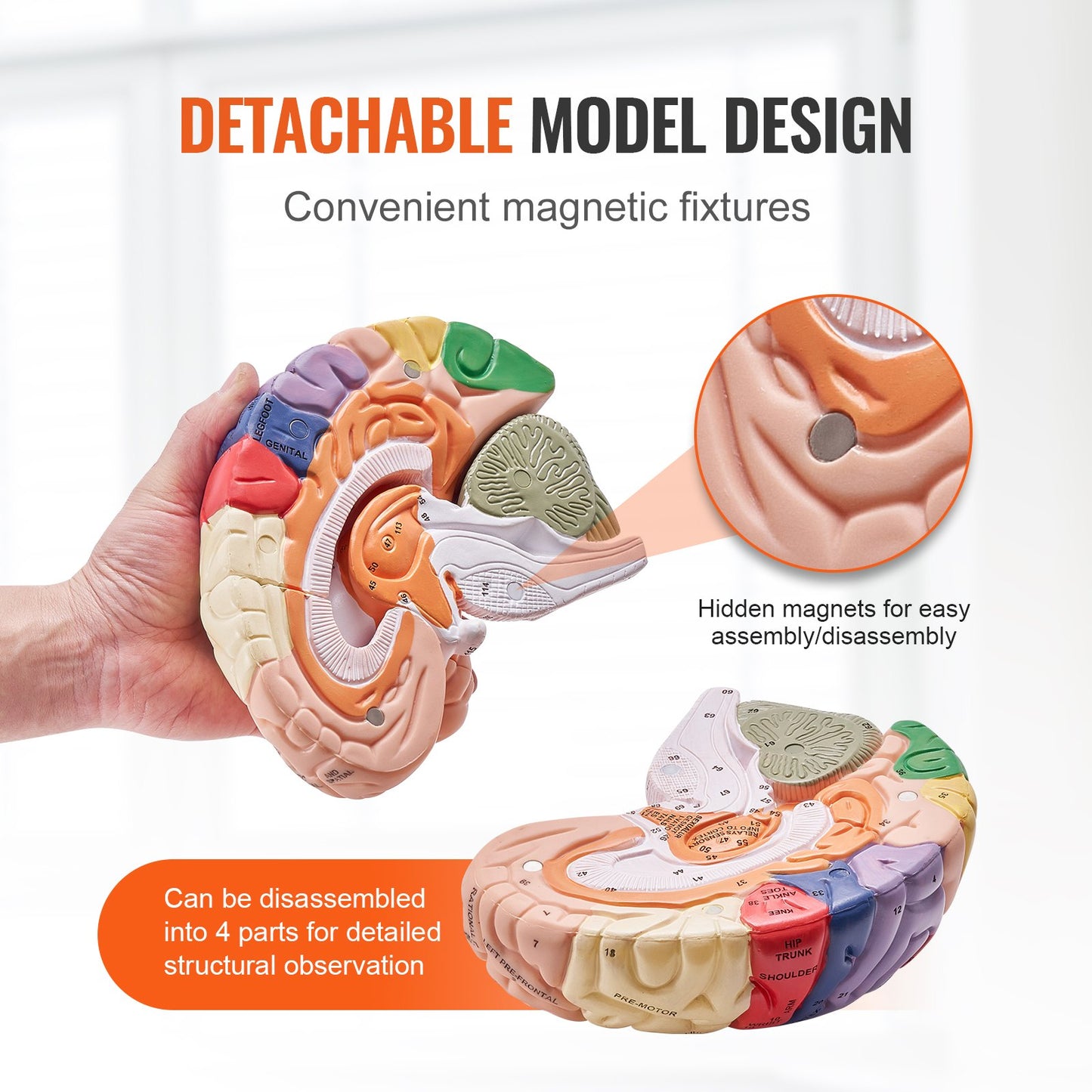 Human Brain Model Anatomy, 2X Life-Size 4-Part Human Brain Anatomical