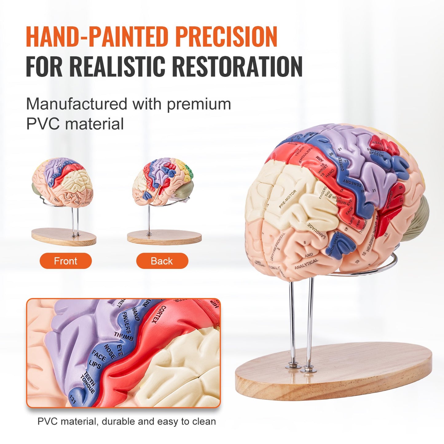 Human Brain Model Anatomy, 2X Life-Size 4-Part Human Brain Anatomical