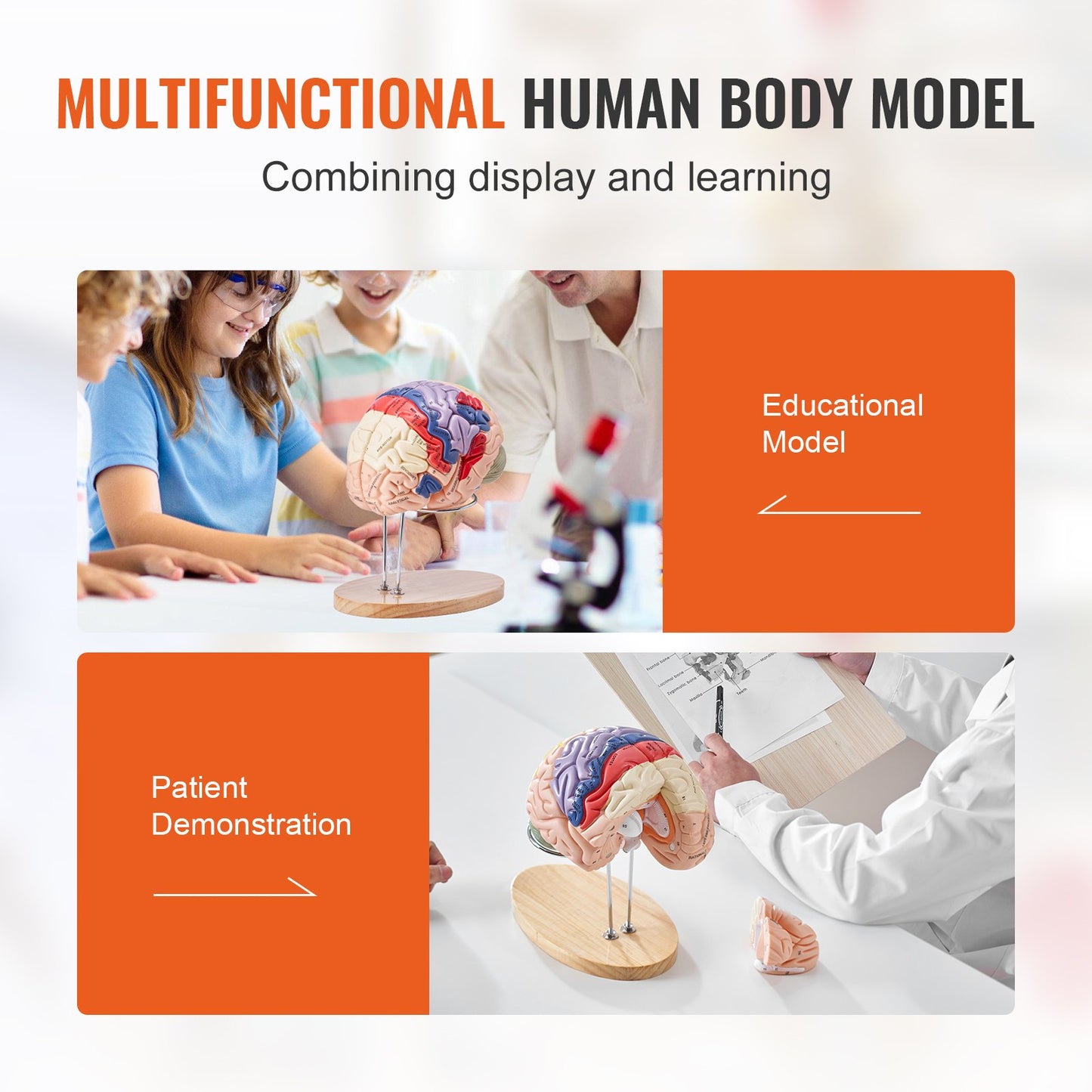 Human Brain Model Anatomy, 2X Life-Size 4-Part Human Brain Anatomical