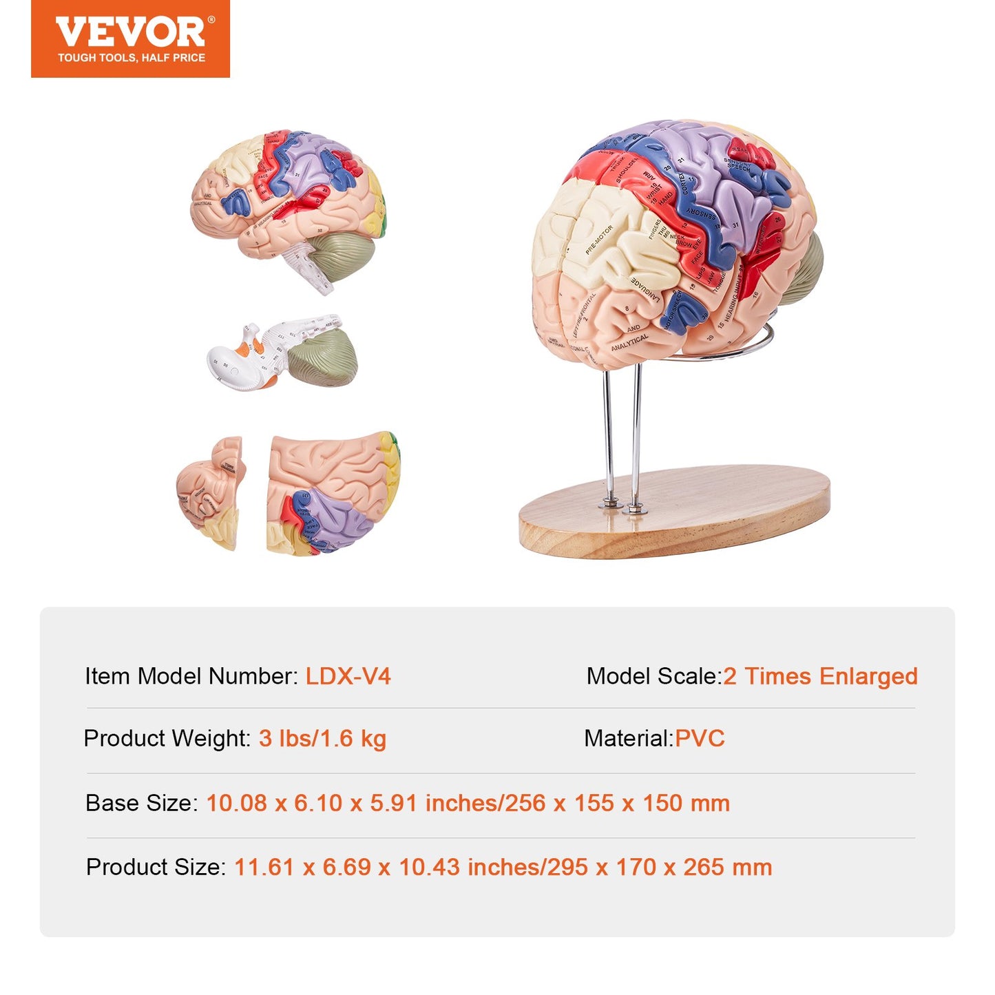 Human Brain Model Anatomy, 2X Life-Size 4-Part Human Brain Anatomical