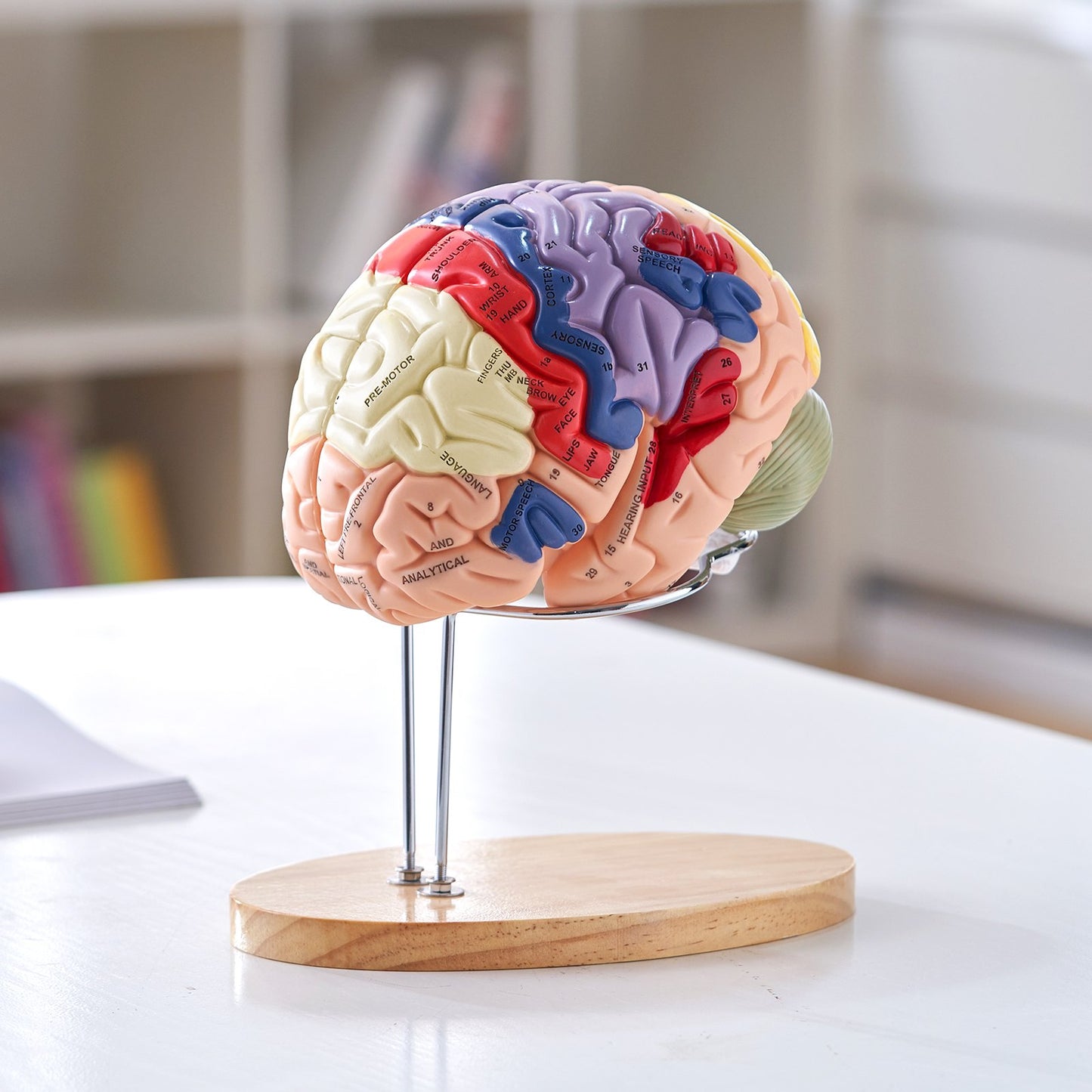 Human Brain Model Anatomy, 2X Life-Size 4-Part Human Brain Anatomical