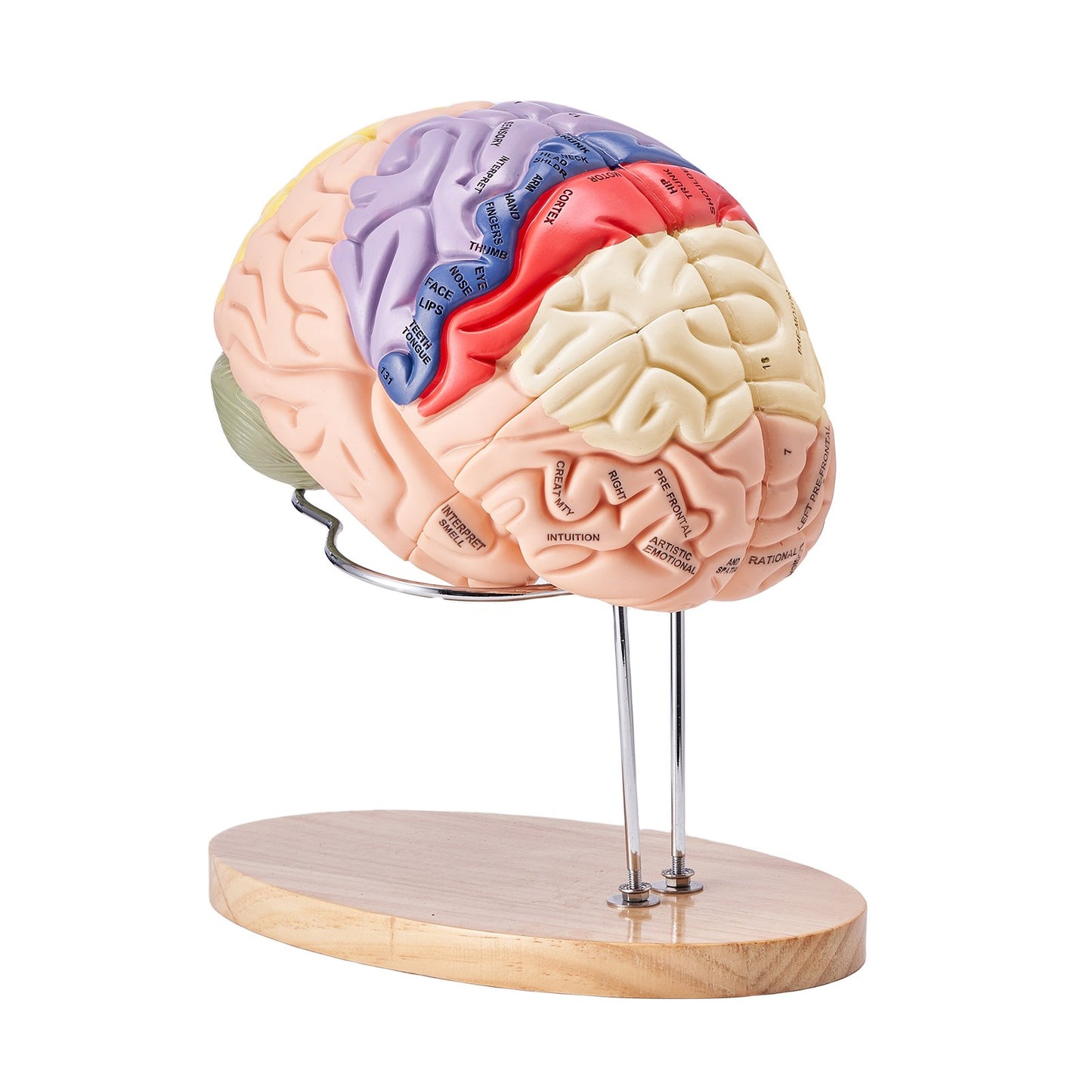 Human Brain Model Anatomy, 2X Life-Size 4-Part Human Brain Anatomical